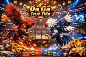 Đá Gà Trực Tiếp HITCLUB - Cá Cược Nóng Bỏng Đỉnh Cao